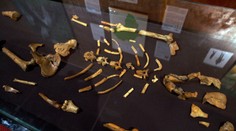 V Prahe vystavia najslávnejšiu kostru sveta. Etiópia prvýkrát požičia do Európy pozostatky staré milióny rokov