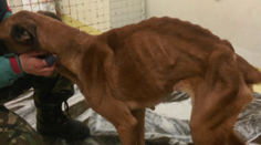 Mali týrať psov. Vraj sa tak chceli pomstiť matke