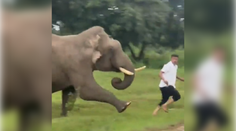 VIDEO: Slon v Indii podupal turistu, ktorý si s ním chcel urobiť selfie. Zviera rozzúril blesk fotoaparátu