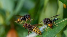 Bodnutie sršňom skončilo fatálne. Matke dvoch detí nedokázali pomôcť ani záchranári