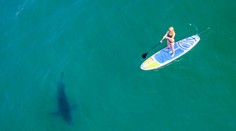 Hlavné mesto žraločích útokov: Na tejto pláži je riziko stretu s obávaným predátorom najvyššia na svete