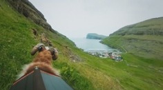 Neuveríte, akú dôležitú úlohu dostali ovce na Faerských ostrovoch