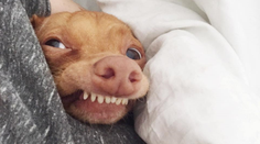 Príbeh psa, ktorého majiteľ odkopol. Teraz jeho sláva vyráža svetu dych