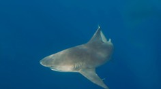 Vlastná hlúposť ju takmer stála život. Žena sa chcela odfotiť so žralokom, po jeho útoku prišla o obe ruky