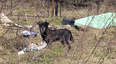 V Soči pred olympiádou odchytia a pozabíjajú tisíce túlavých psov