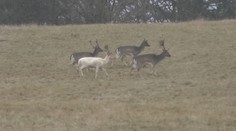 Podarilo sa nám nakrútiť veľkú raritu: Bieleho daniela vo voľnej prírode