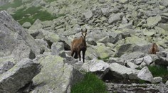 V Tatrách rátali kamzíky. Ich počty v uplynulých rokoch klesali