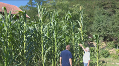 Dôchodca z obce pri Leviciach vypestoval obrovskú kukuricu. Meria takmer 4,5 metra
