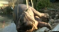 Hroch, ktorý si pri úteku zlomil nohy a zub, zomrel