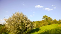 Jar sa vracia v plnej kráse. Slovensko čaká citeľné oteplenie