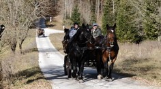 Konské stádo na Muránskej planine zapriahnu do kočov. Stane sa z nich jedinečná atrakcia