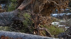 V katastri Krásnej Vsi zavalil strom pilčíka (†41)