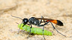 Stavia si zvláštne hlinené hniezda, no osa to nie je. Nový druh hmyzu k nám prišiel z juhu
