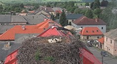 VIDEO: Malé bocianča vyhodila z hniezda vlastná mama. Súrodenci ho požierali