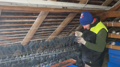 V Topoľčiankach oberajú hrozno v rukavičkách. Bude sa z neho vyrábať špeciálne víno