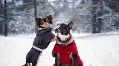 Novodobý trend alebo potrebný doplnok? Veterinár prezradil, či je nutné v zime obliekať psy