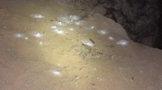 Desiatky mŕtvych netopierov pri Banskej Štiavnici. Ich smrť možno zavinili ľudia