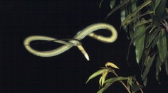 Vedeli ste, ako lietajú hady?