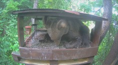 VIDEO: Netradičný návštevník vo vtáčej jedálni. Do najväčšieho kŕmidla na Slovensku sa vyštveral medveď