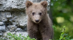 Po zime pribudli v slovenských horách desiatky malých medvieďat