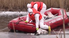 Vtáčia chrípka vyčíňa na južnom Slovensku. Pri Komárne pozbierali až 70 mŕtvych labutí