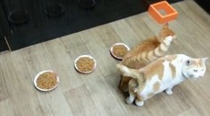 Takúto lakomú mačku ste ešte nevideli