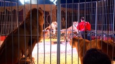 Pôvodne ho odmietli, teraz s cirkusom v Žiline súhlasia