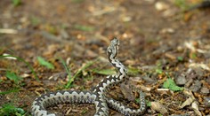 Chlapca (15) uštipla nebezpečná vretenica. Museli ho ratovať leteckí záchranári