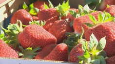 Samozber jahôd sa postupne rozbieha. Pozrite si prehľad, kde a za koľko si ich viete zadovážiť