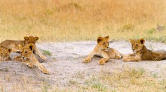 Mláďatá zastreleného kráľa Afriky Cecila majú nečakaného ochrancu