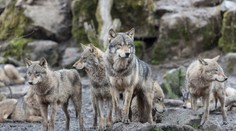 Vlci majú vodcovské schopnosti, myši sa neboja mačiek. Toxický parazit vyvoláva u zvierat zmeny v mozgu