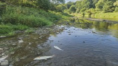 Do Ondavy vypúšťajú obsah kanalizácie. Rybár to spája s úhynom stoviek rýb