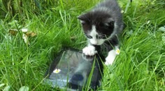 Inzerát Slováka baví internet. Ponúka geniálnu mačku