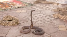 Rodinná dovolenka sa zmenila na horor: Turista zomrel po uhryznutí kobrou, ktorú mu do nohavíc pustil krotiteľ