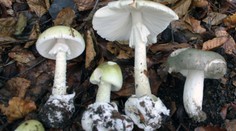 V Košiciach zaznamenali prvú tohtoročnú otravu hubami