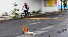 Dojemné video: Psík sa snaží dostať zrazeného kamaráta z cesty