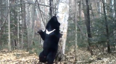 Medveď sa chcel poškrabať, teraz svojim "tancom" zabáva svet