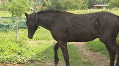 Týraného koňa vláčili za autom. Z videa sa tisnú slzy do očí
