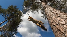 Skokan roka? Fotograf zachytil veveričku, ktorú za honbou pre orech nezastaví nič