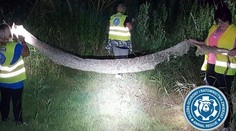 V okolí Varšavy hľadajú nebezpečného šesťmetrového pytóna. Ak bude hladný, zaútočí