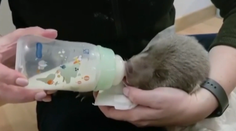 Z bojnickej ZOO prišla prelomová správa. Medvieďa po zastrelenej matke zvládlo dôležitý krok