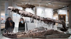 Mal schopnosti ako T-Rex, bol kráľom oceánov. Vedci objavili gigantickú lebku pravekého monštra