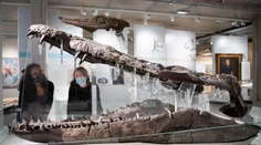 Mal schopnosti ako T-Rex, bol kráľom oceánov. Vedci objavili gigantickú lebku pravekého monštra