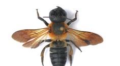 Vedci objavili na západnom Slovensku nový invázny druh včely. Pochádza z Ázie