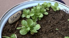 Bylinky v meste? Nový hit vás chytí za srdce