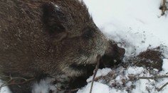 Africký mor ošípaných sa nekontrolovateľne šíri ďalej. Infikovaného diviaka našli náhodou