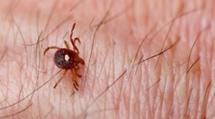 Tento kliešť spôsobuje prudkú alergiu, po ktorej ľudia nejedia mäso