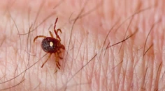 Tento kliešť spôsobuje prudkú alergiu, po ktorej ľudia nejedia mäso