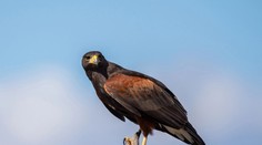 Agresívny sokol v Británii terorizoval plešatých mužov. Odborník opísal, prečo sa stali terčom jeho útokov