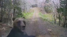 Inšpirácia pre Slovensko? Japonsko po rekordnom počte útokov medveďov testuje nový varovný systém